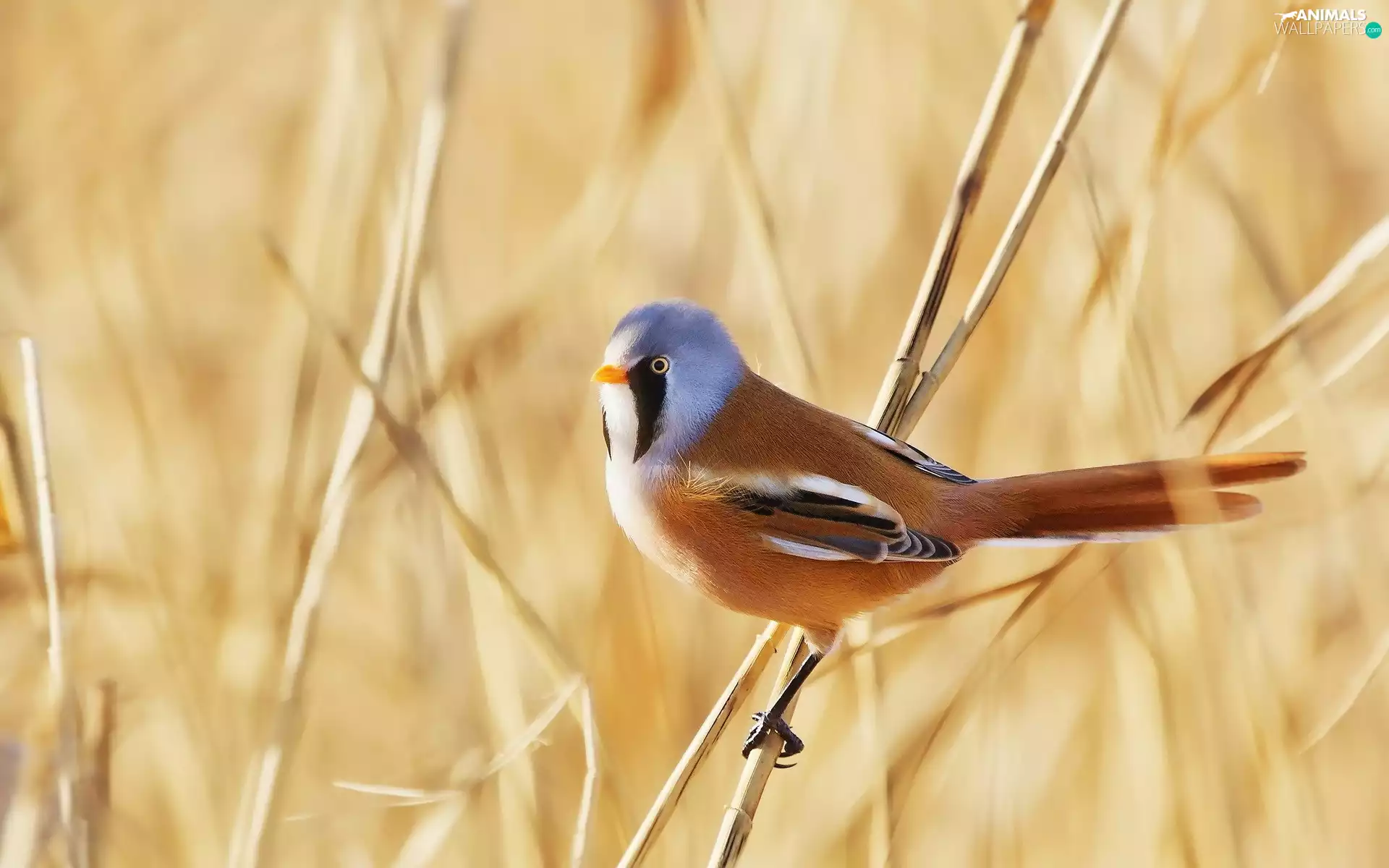 Bearded Tit, color, birdies