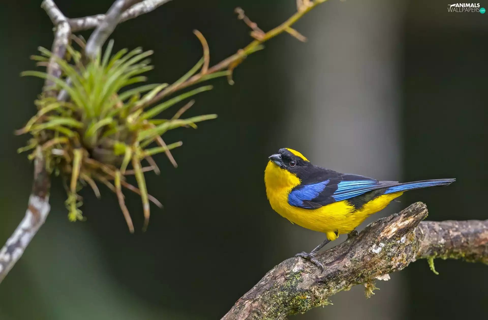 branch, Yellow-Blue, birdies