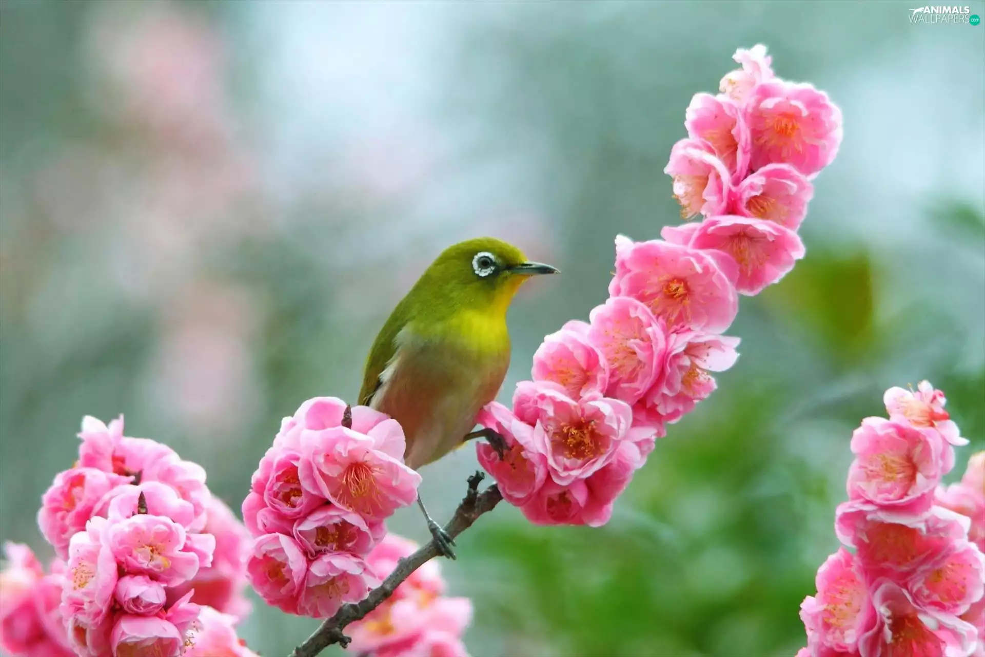 color, Blossoming, twig, birdies
