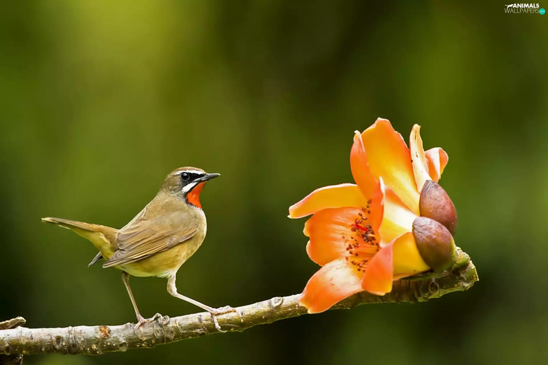 Colourfull Flowers, small, birdies