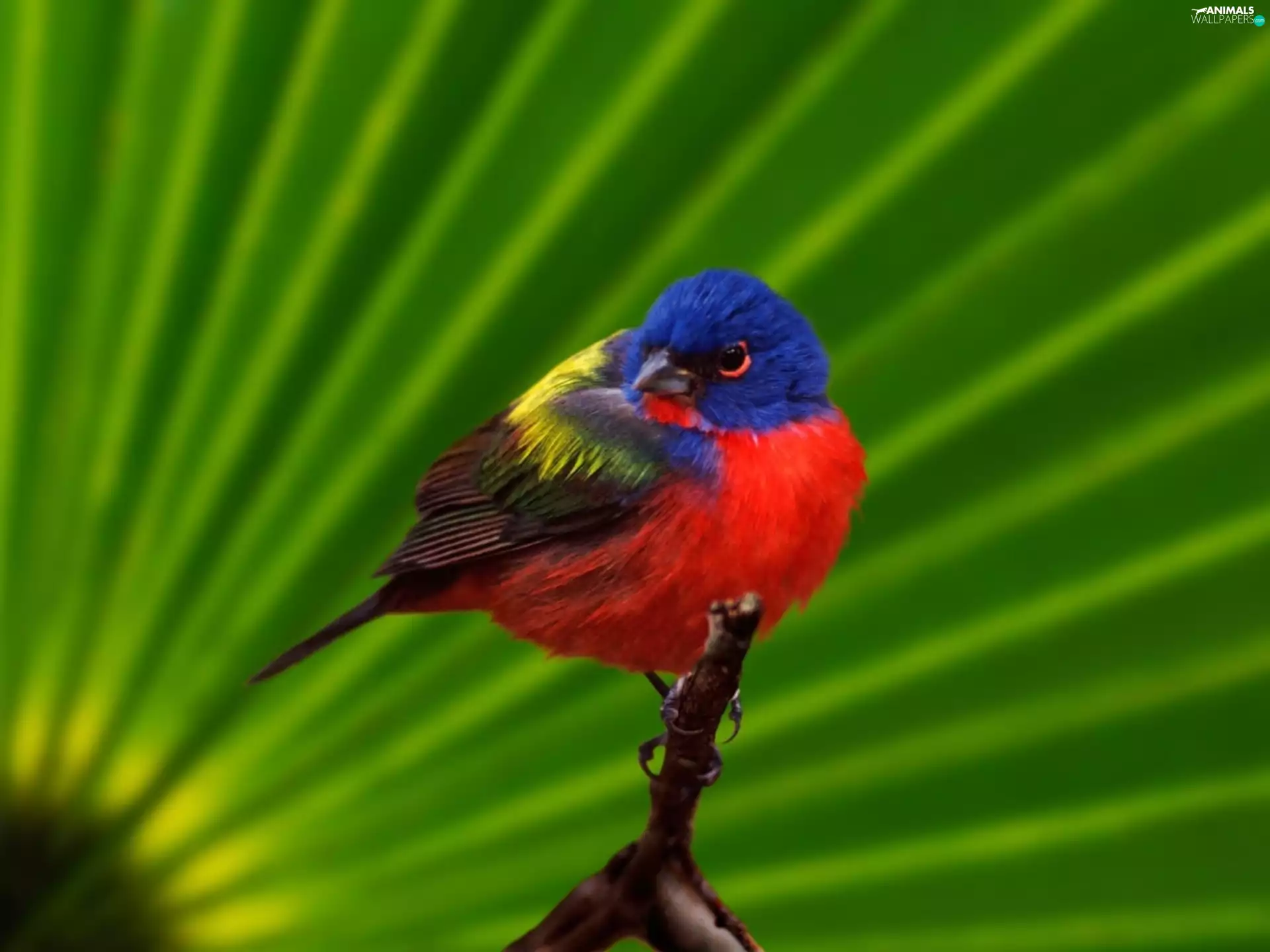 birdies, color, exotic