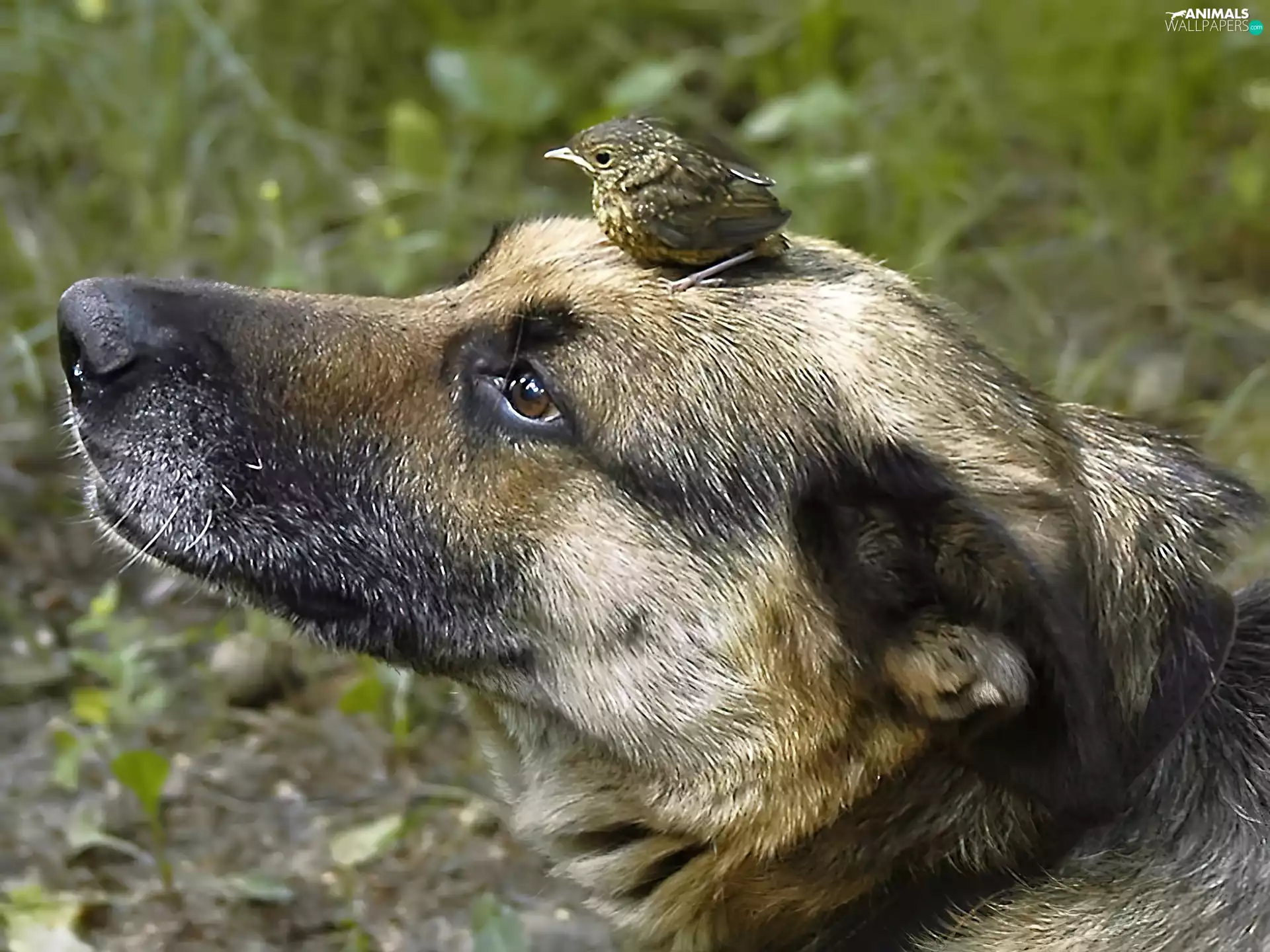 German Shepherd, dog, birdies