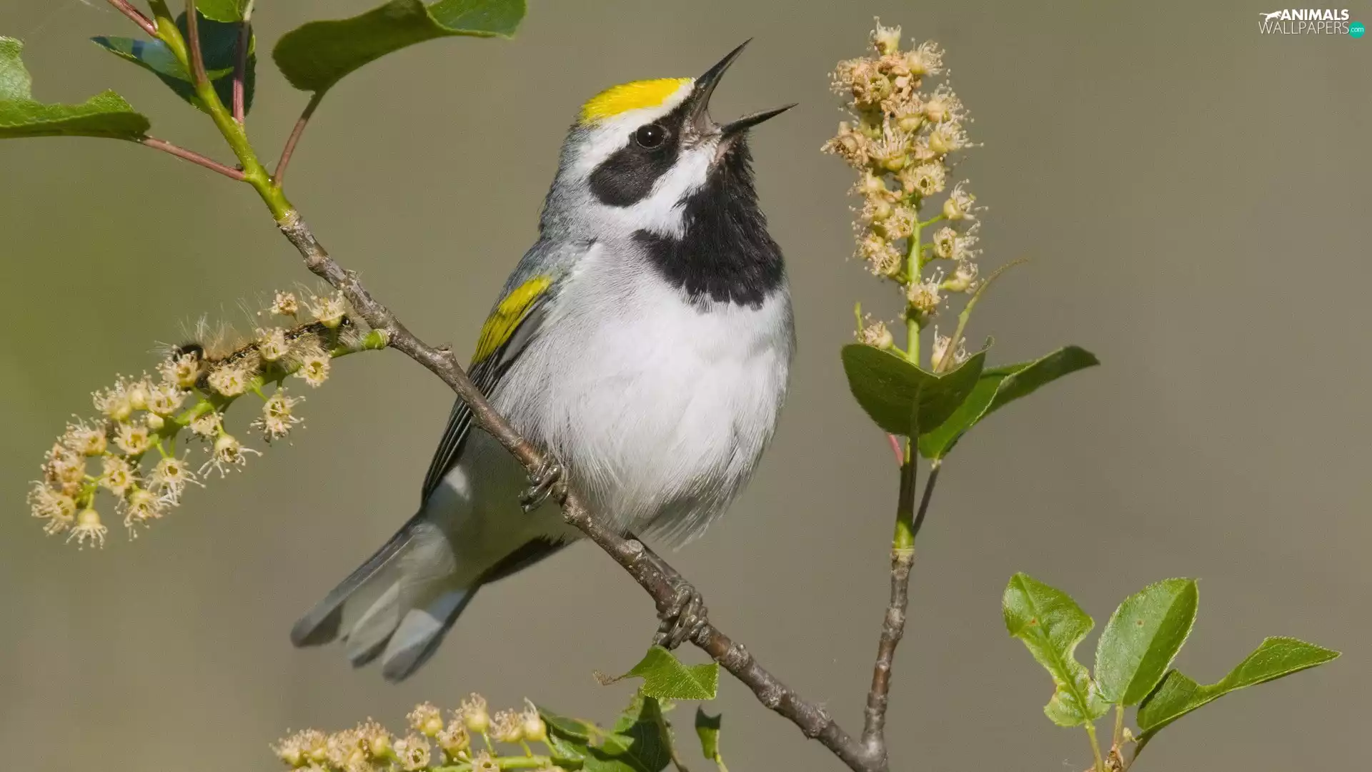 twig, open, nose, birdies