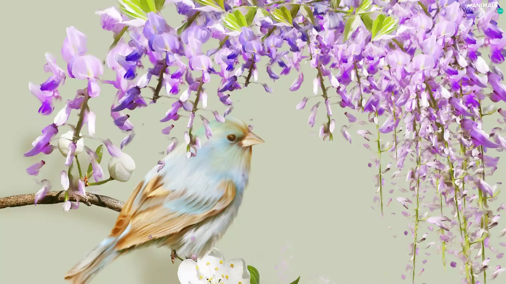 birdies, Wisteria