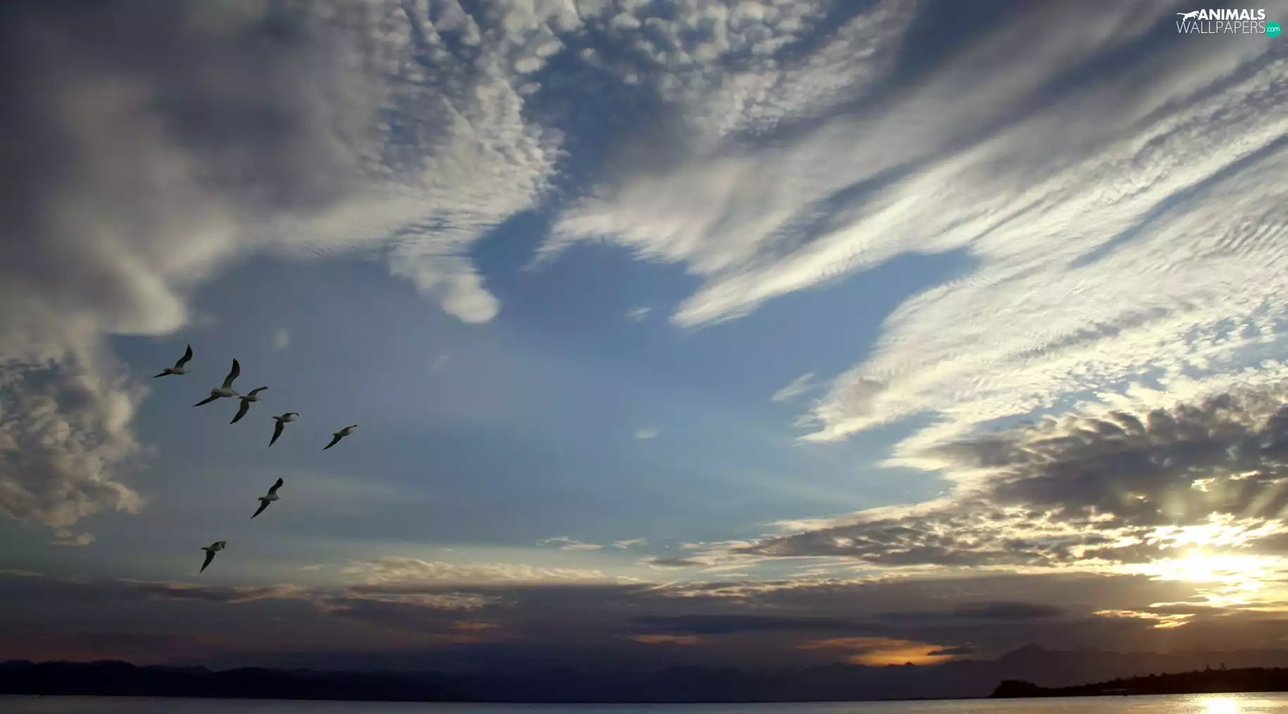 east, Sky, Key, birds, sun, clouds