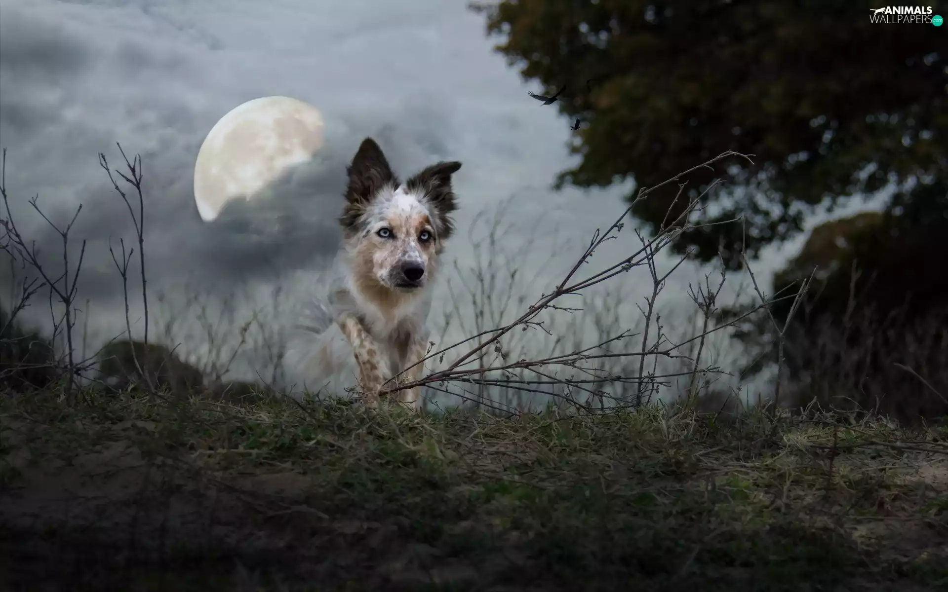 moon, birds, Collie, twilight, Border
