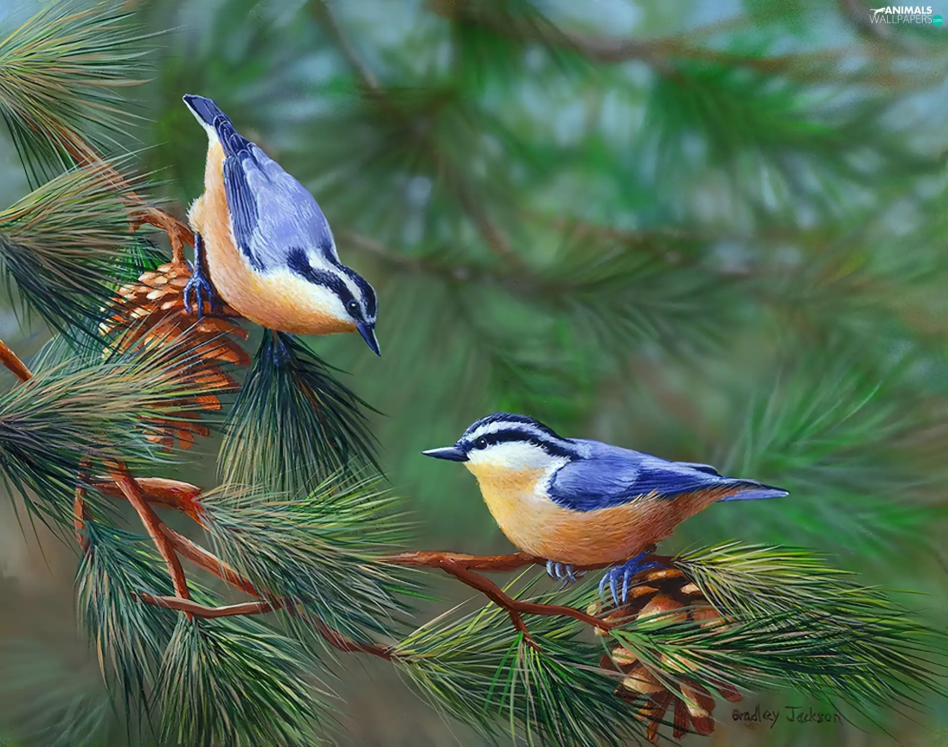 Blue, birds, cones, russet, conifer
