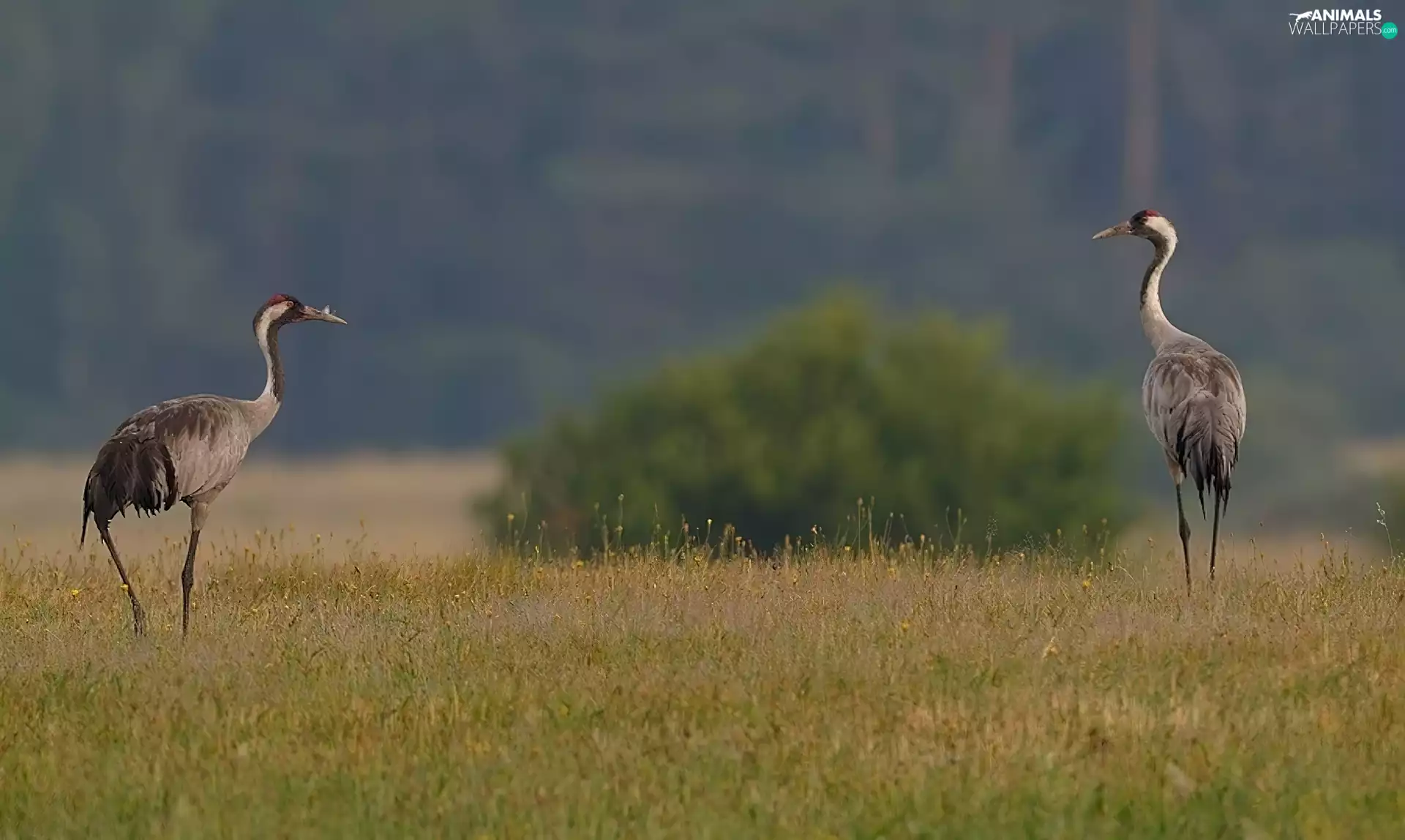 birds, cranes