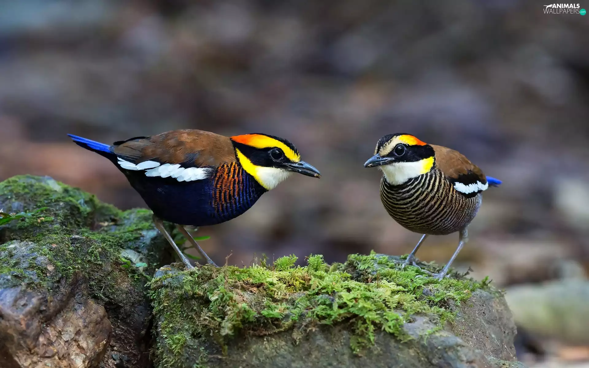 exotic, Stones, Moss, birds