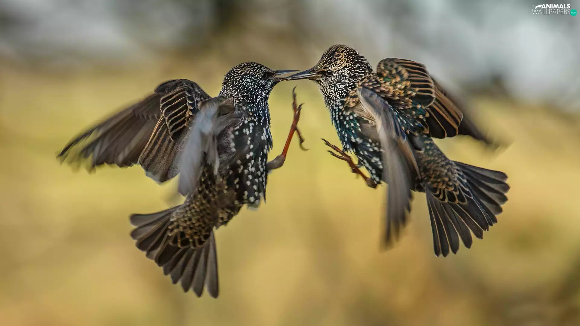 Fight, Two cars, birds