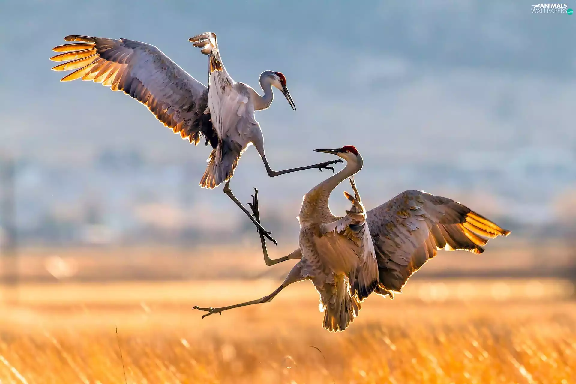 Fight, Canadian Crane, birds