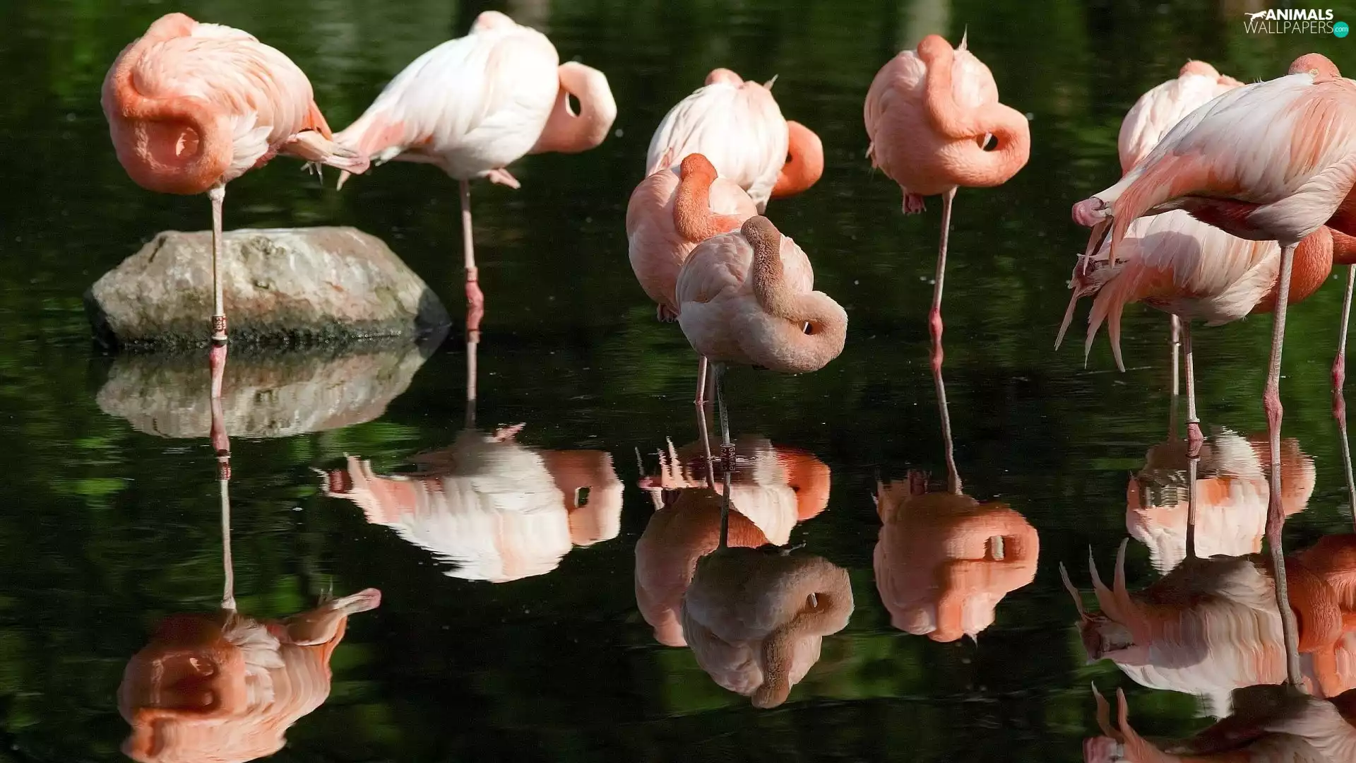birds, Flamingos