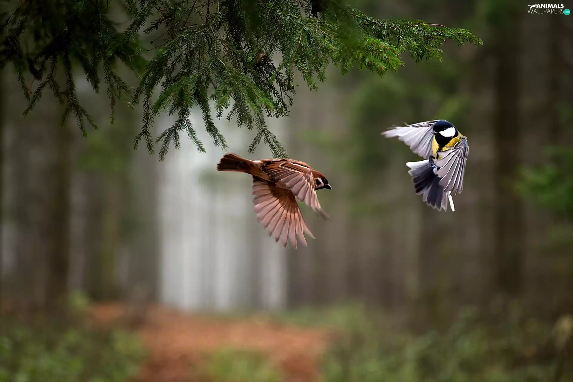 forest, ##, Locie, birds