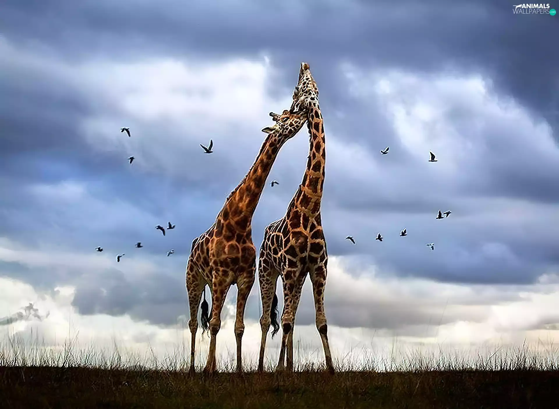 giraffe, clouds, grass, birds