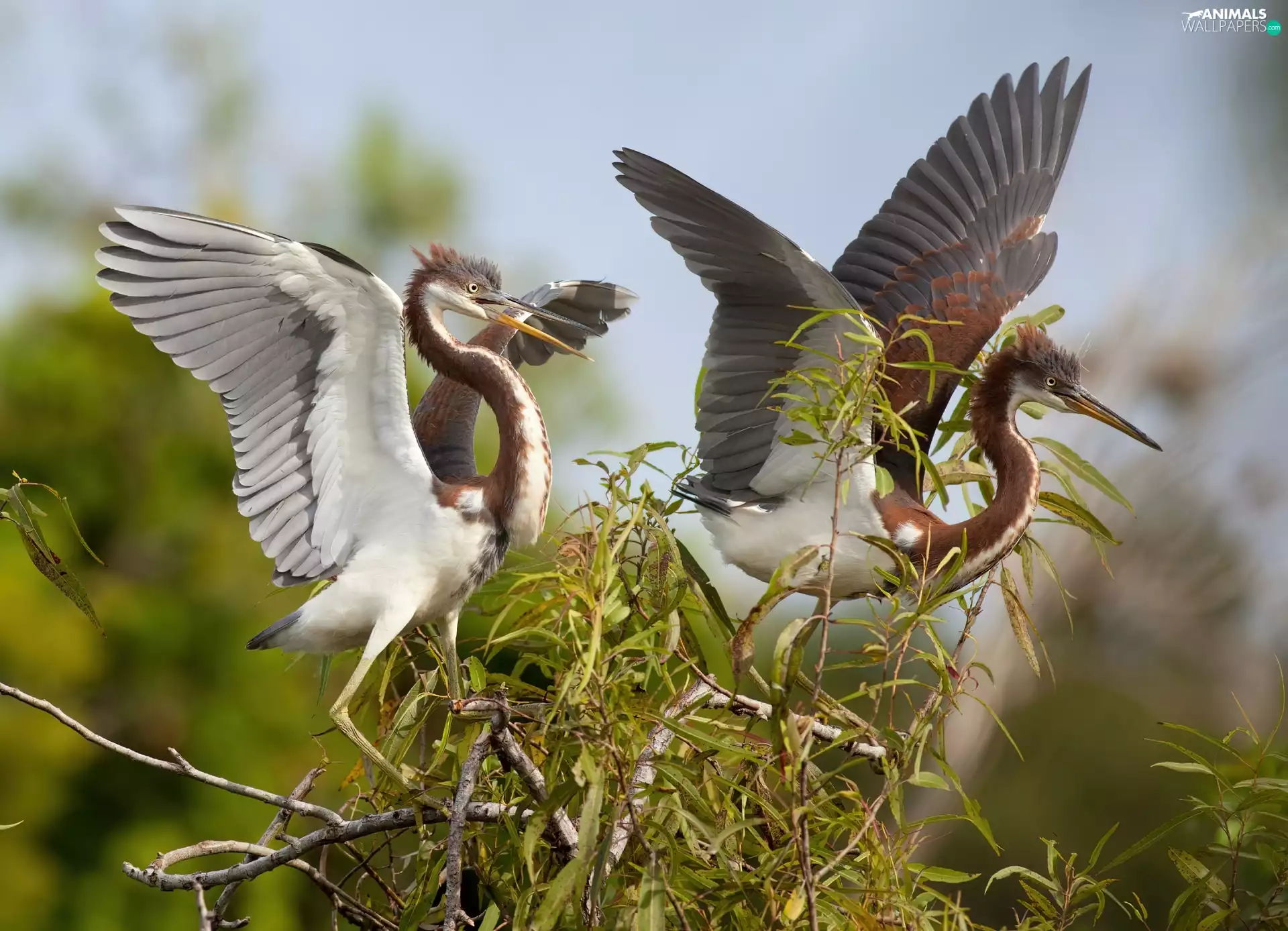 heron, Two cars, birds