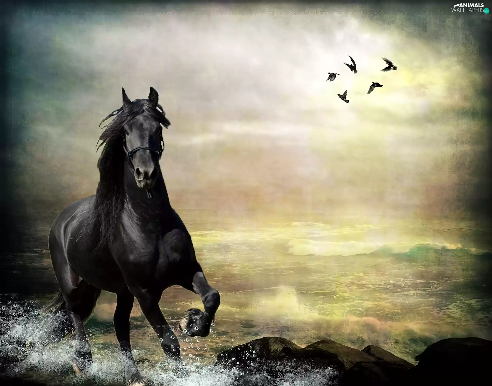 birds, Penalties, Horse