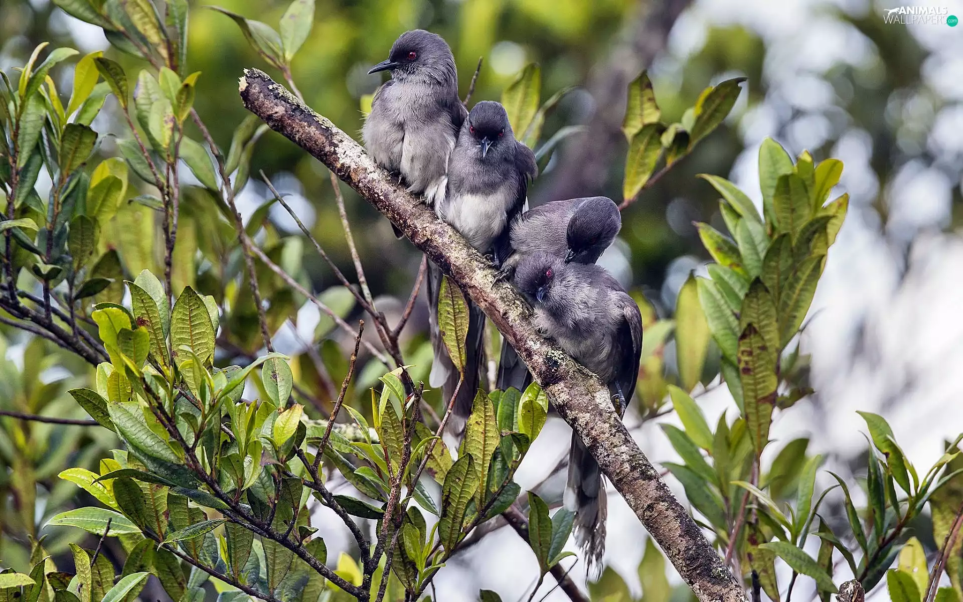 Grey, twig, Leaf, Birds on the log