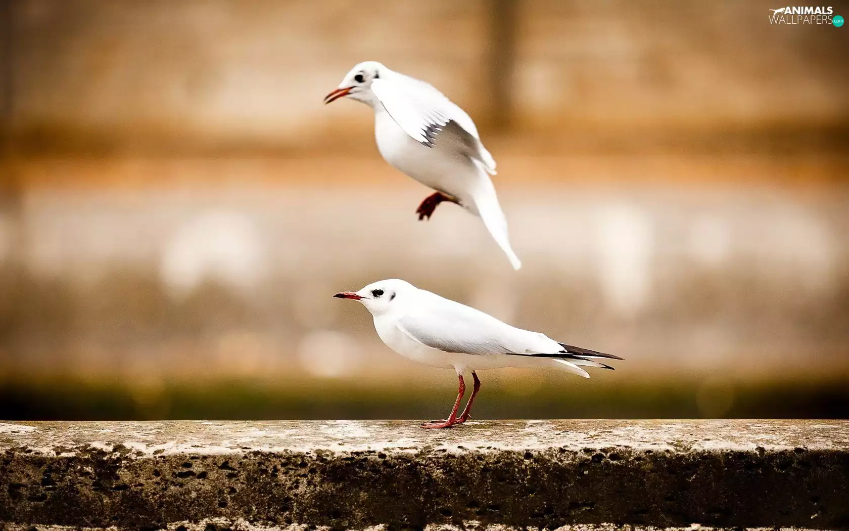 ledge, Two cars, birds