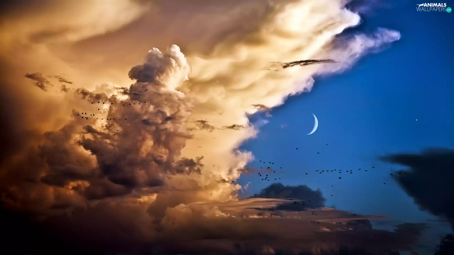 birds, clouds, moon