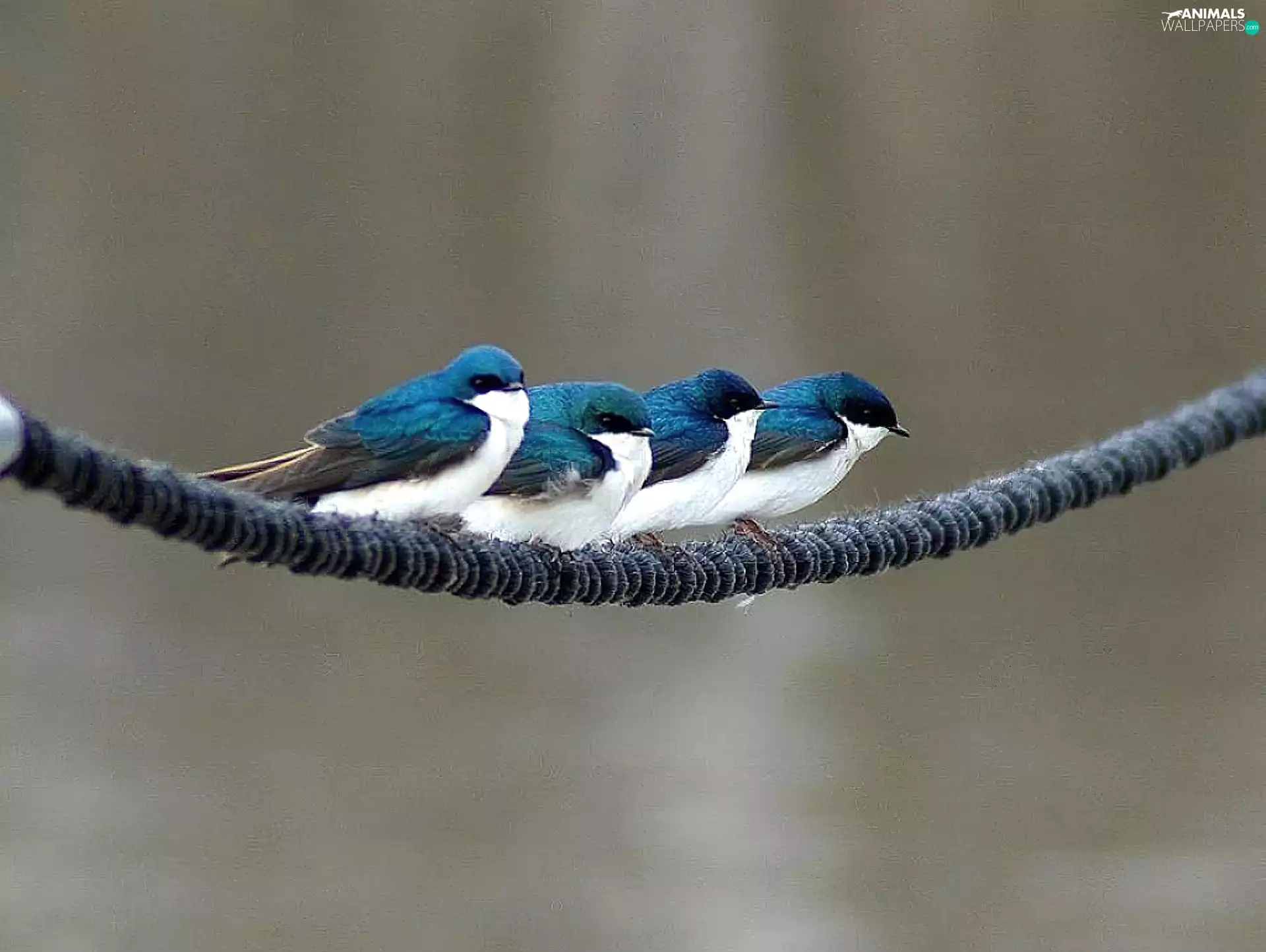 four, Birds on the log
