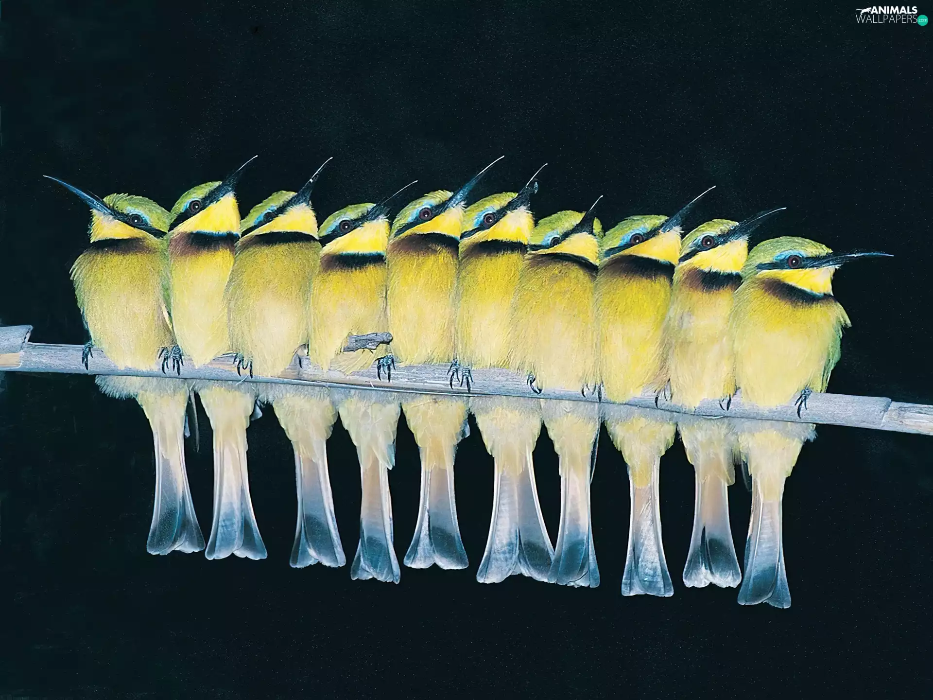 Yellow, Birds on the log