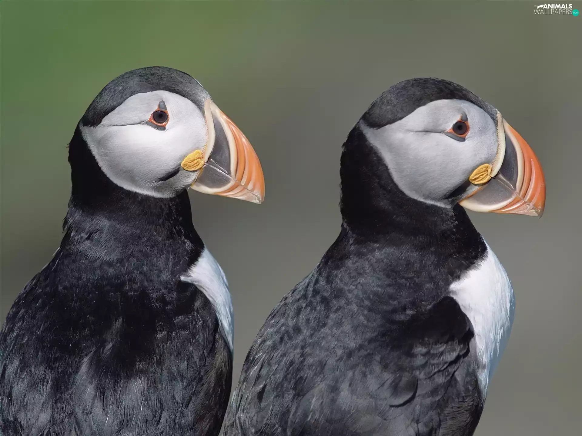 birds, Puffins