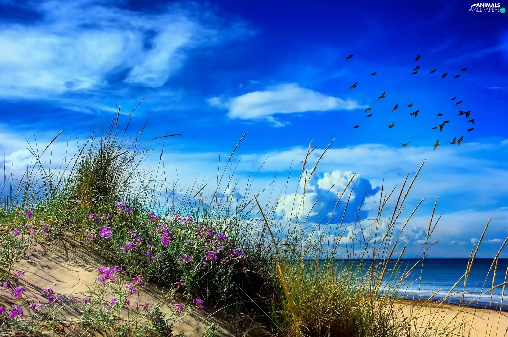 Dunes, Beaches, Flowers, birds, grass, sea