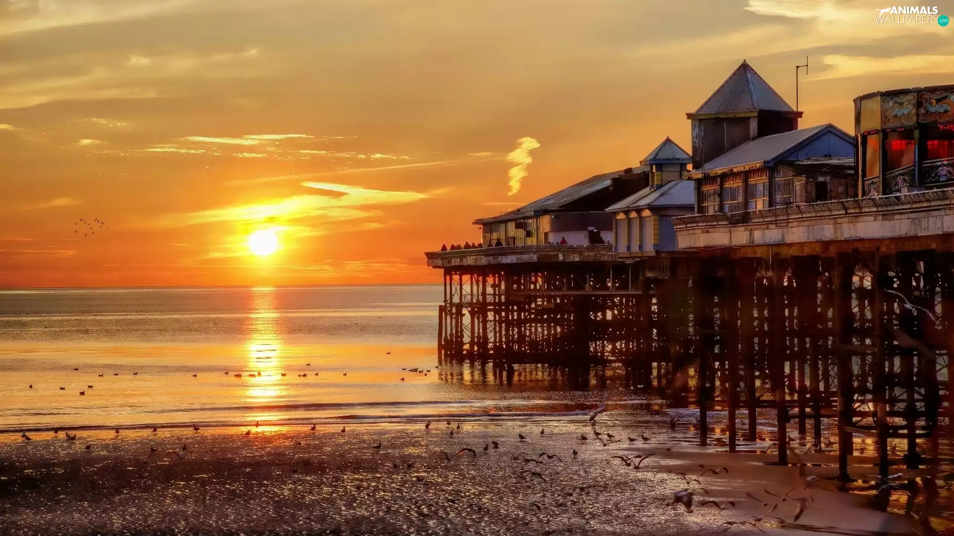 sea, west, sun, birds