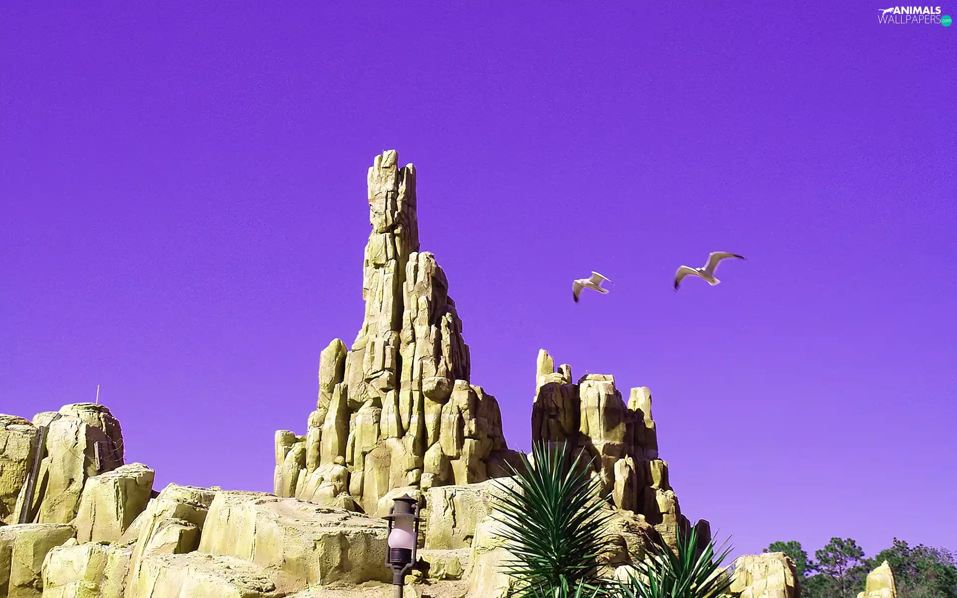 birds, rocks, Sky