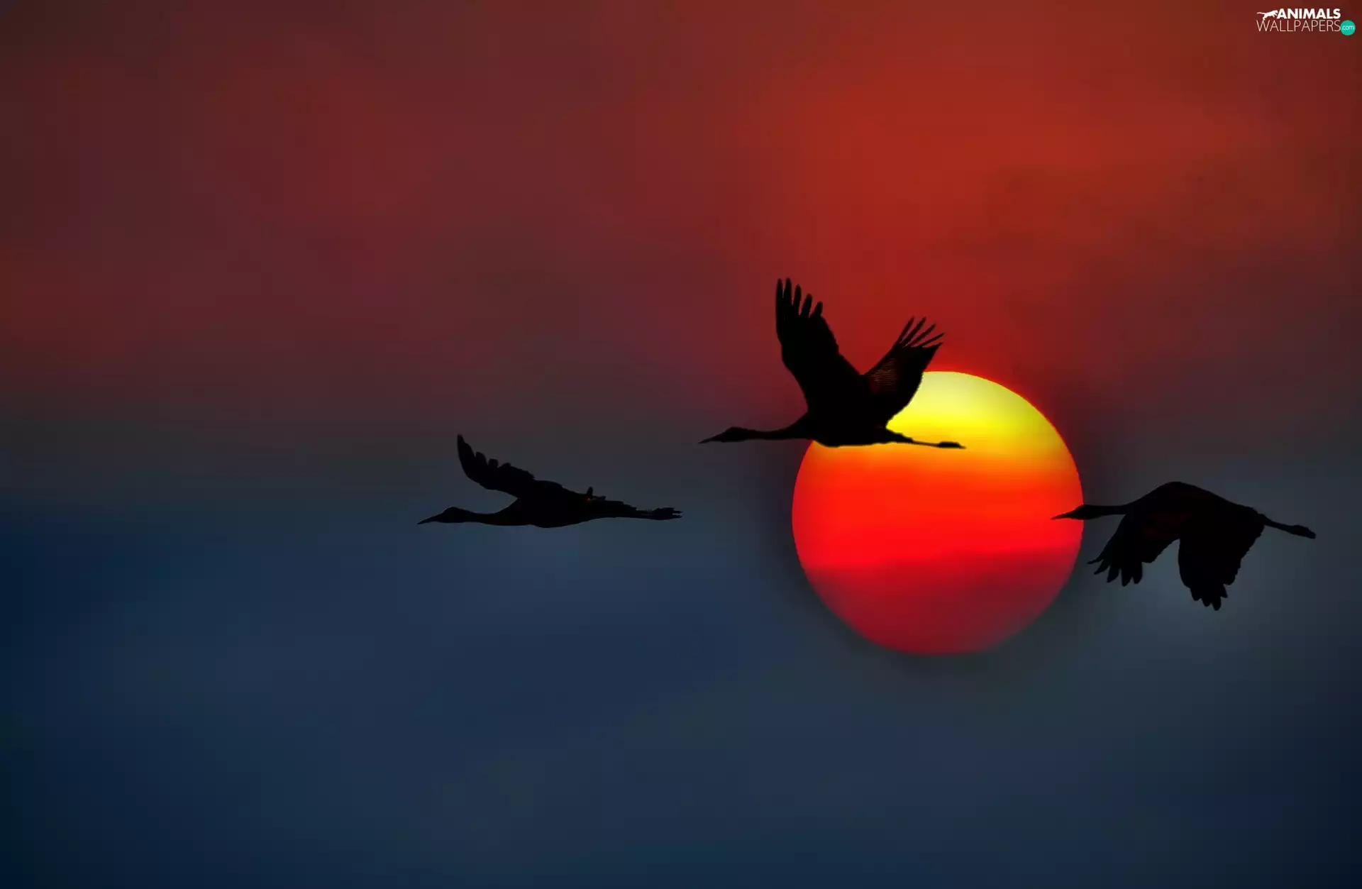 birds, west, sun