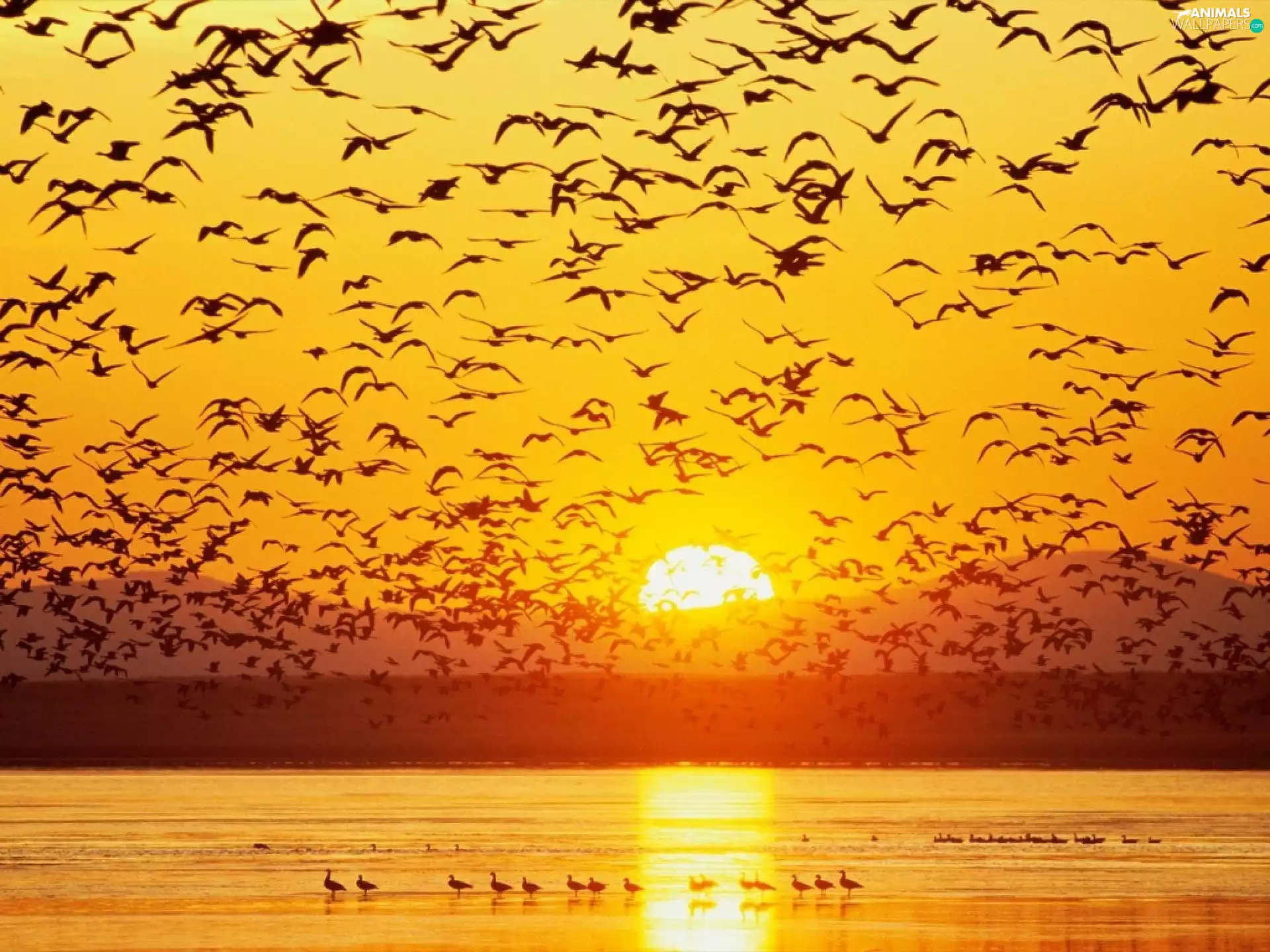 birds, west, sun