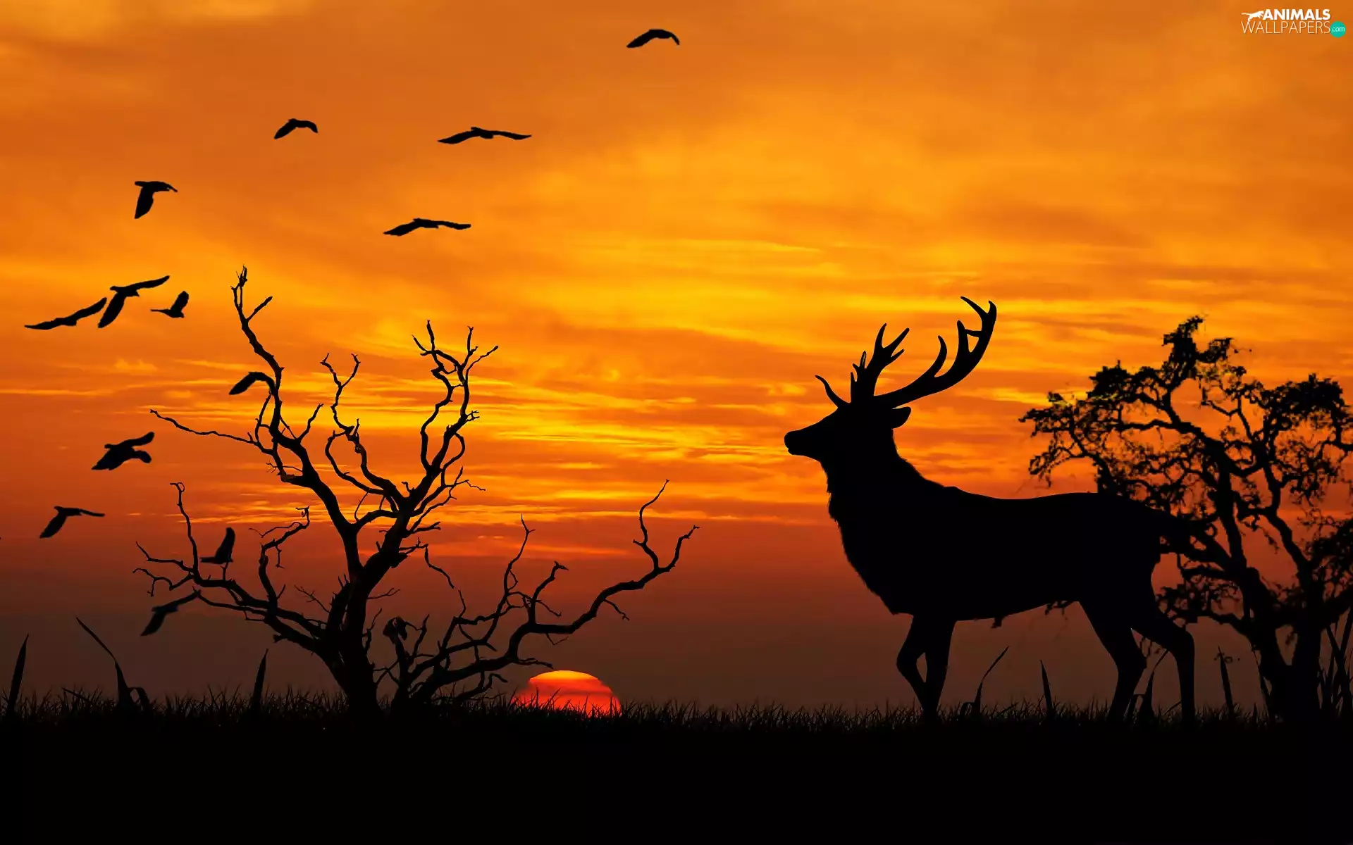 deer, birds, sun, trees, west