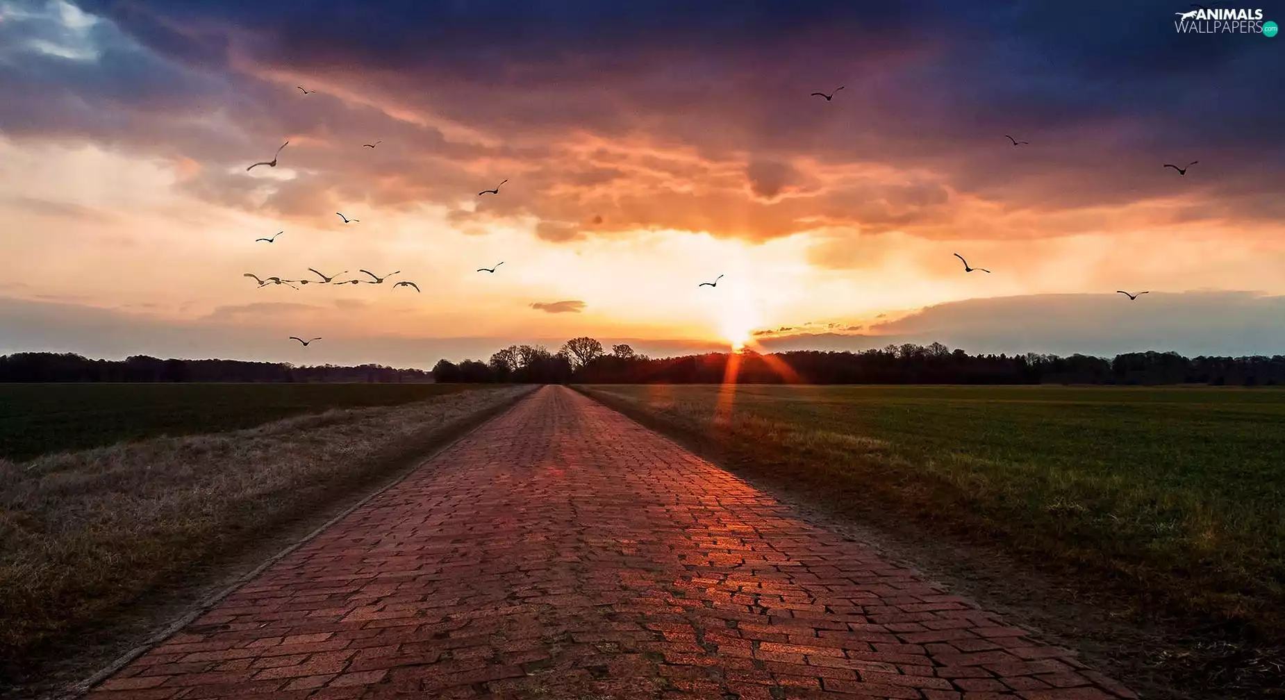 forest, birds, sun, Way, west