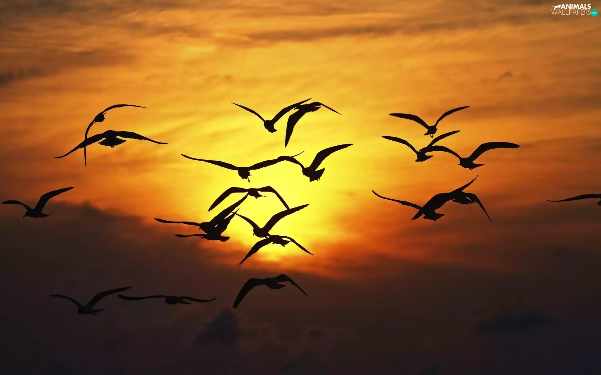 birds, west, sun