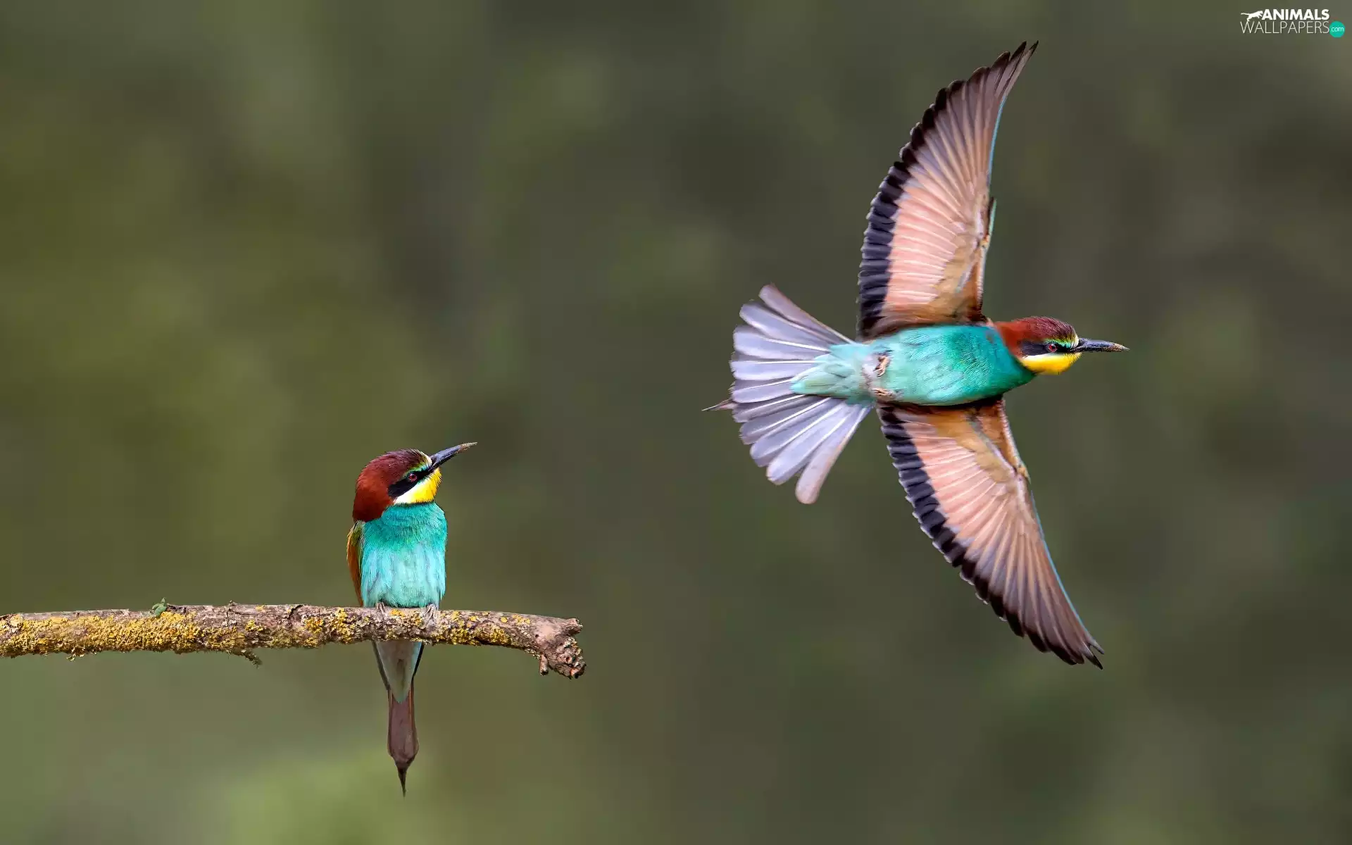 Bee-eaters, Two cars, wings, branch, flight, birds