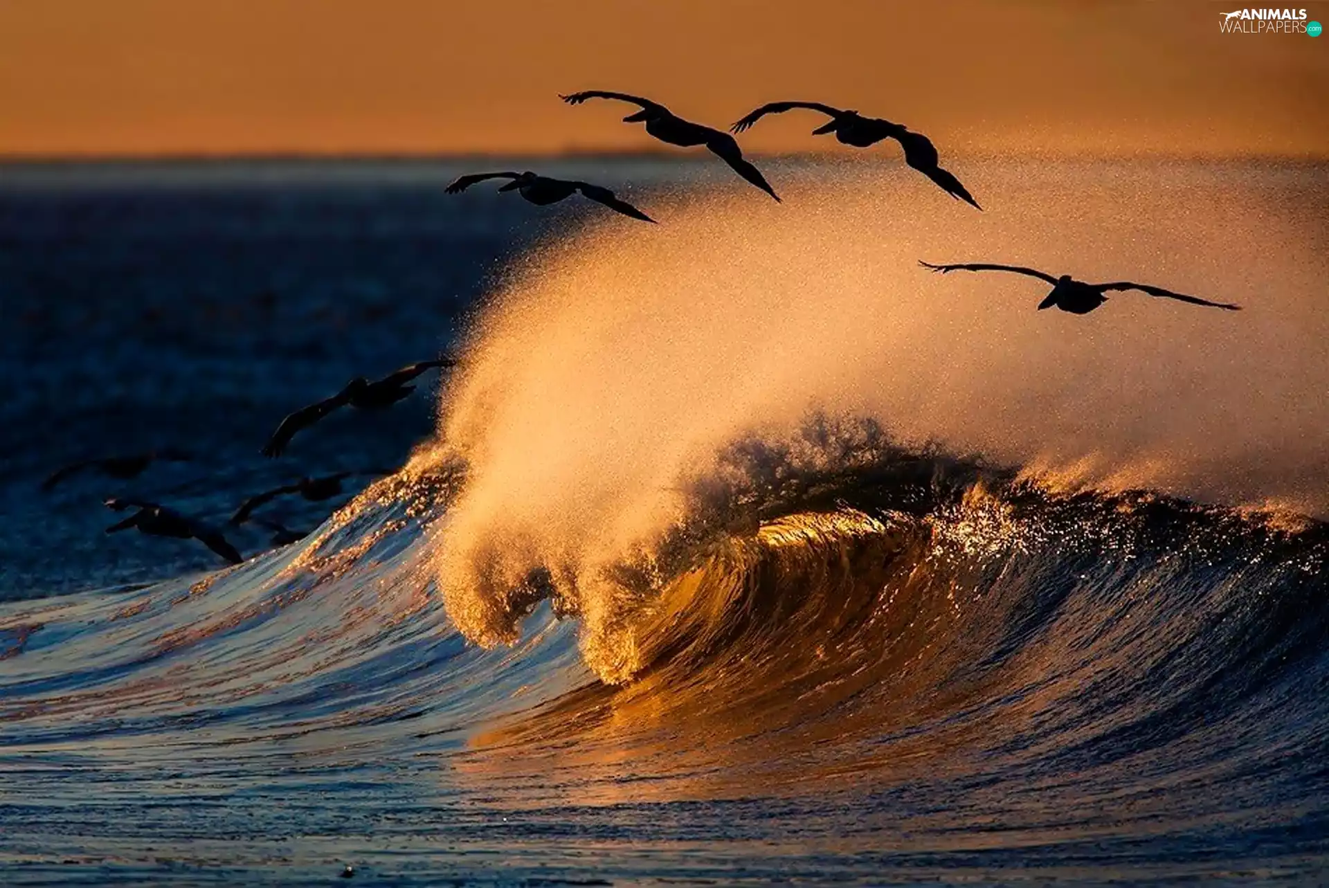 birds, sea, Waves