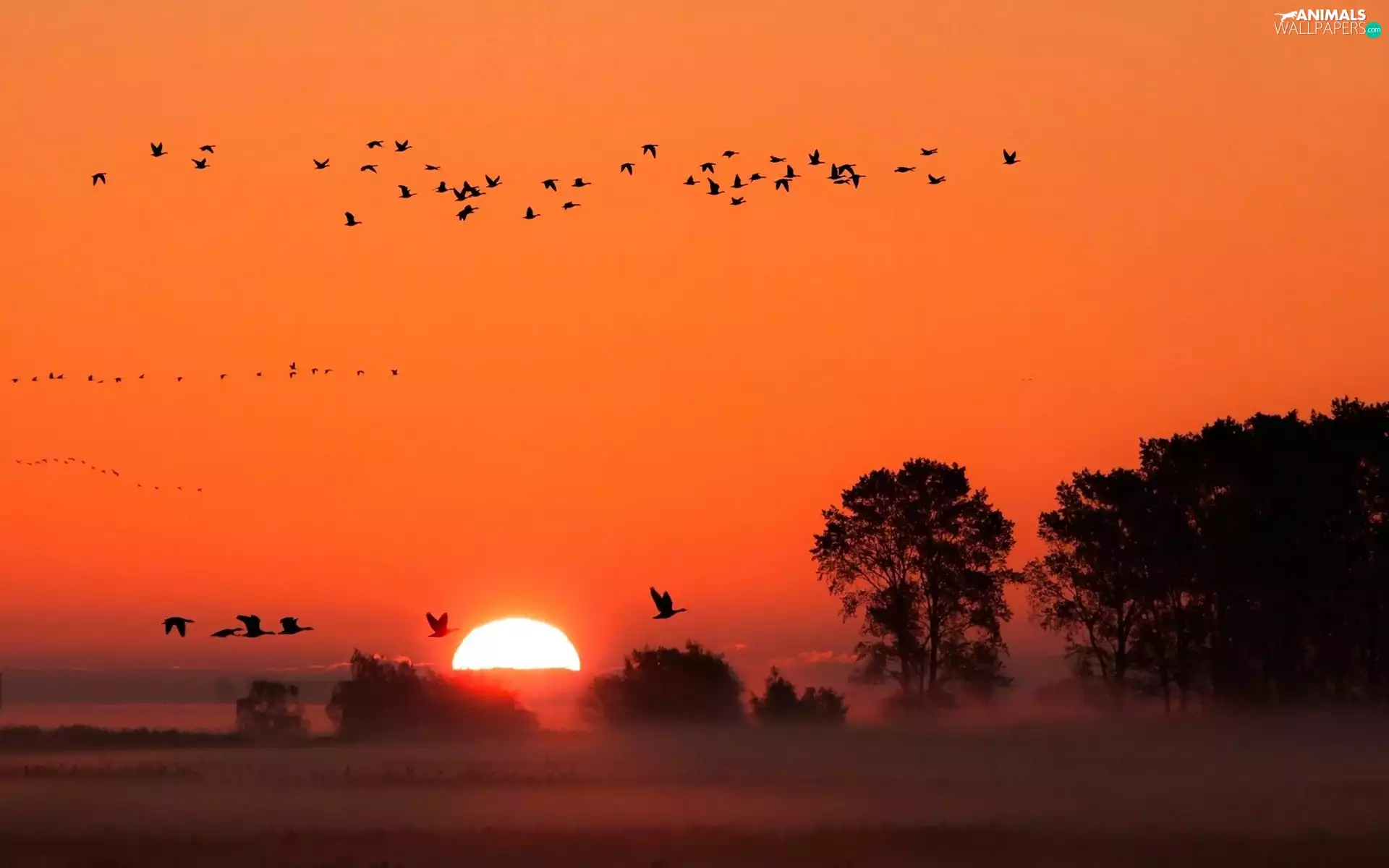 sun, Fog, viewes, birds, trees, west