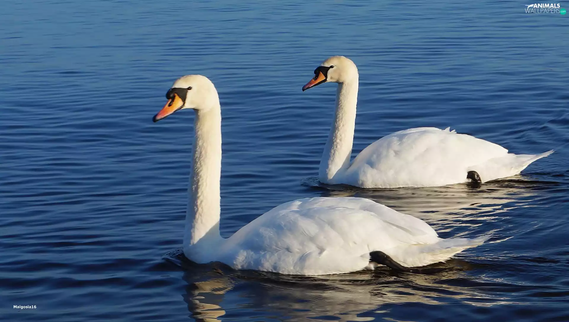 White, Swan, water, birds