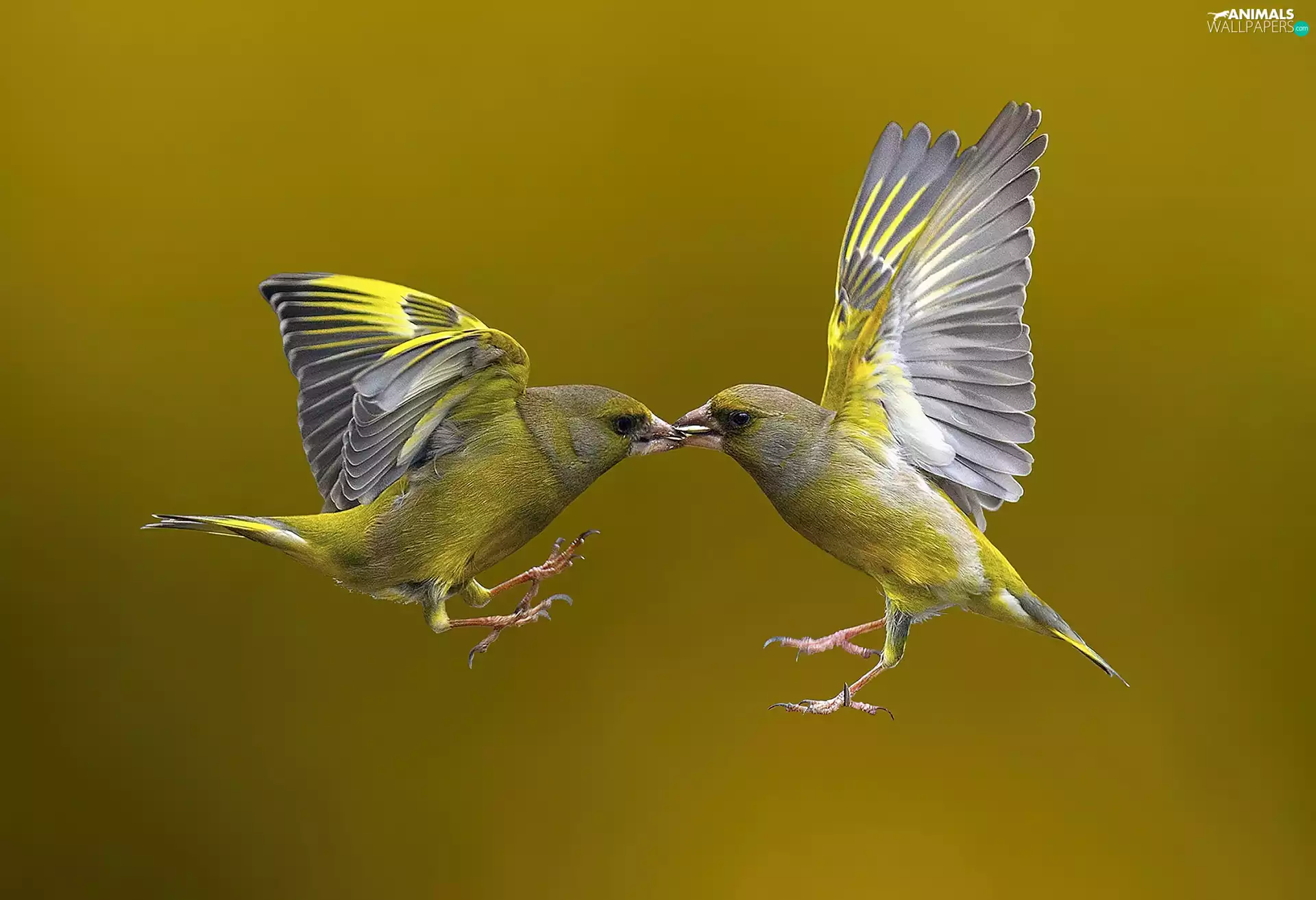 birds, flight, wings, Birds on the log