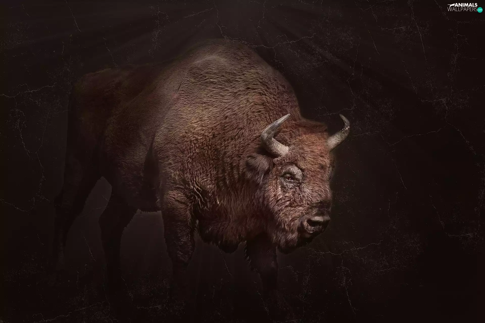 Bison