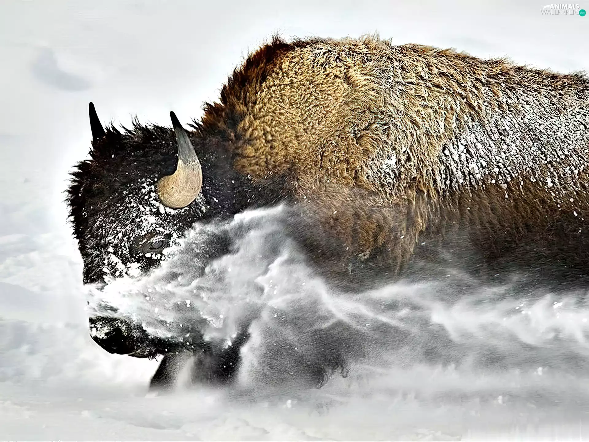 Bison, blizzard