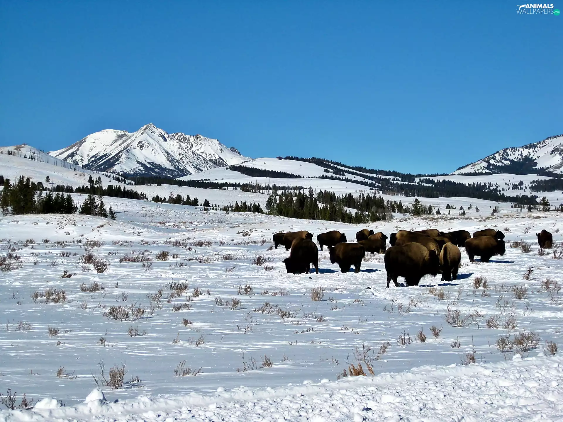 woods, winter, herd, bison, prairie, Mountains