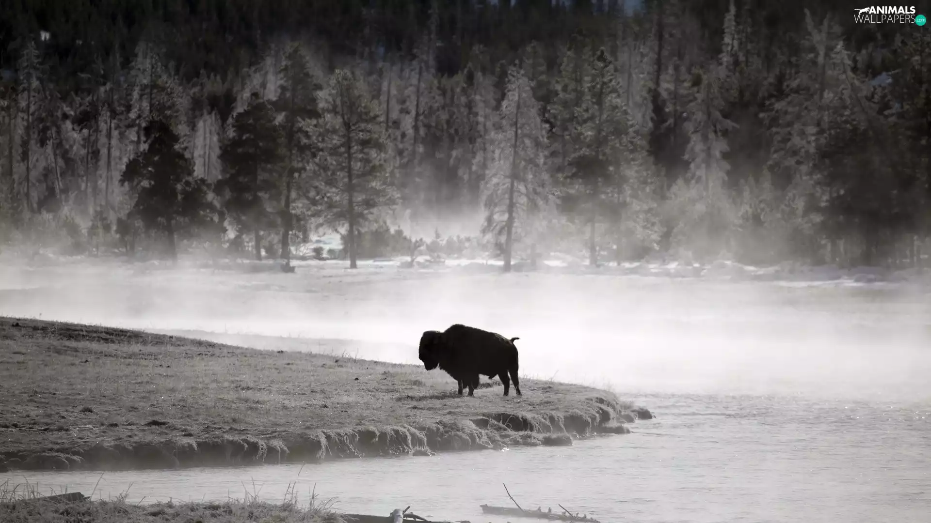 Bison, River