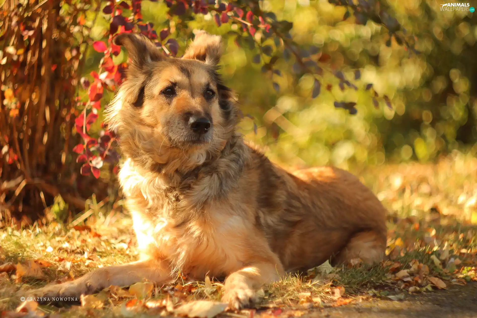 dog, Shila, mongrel, bitch