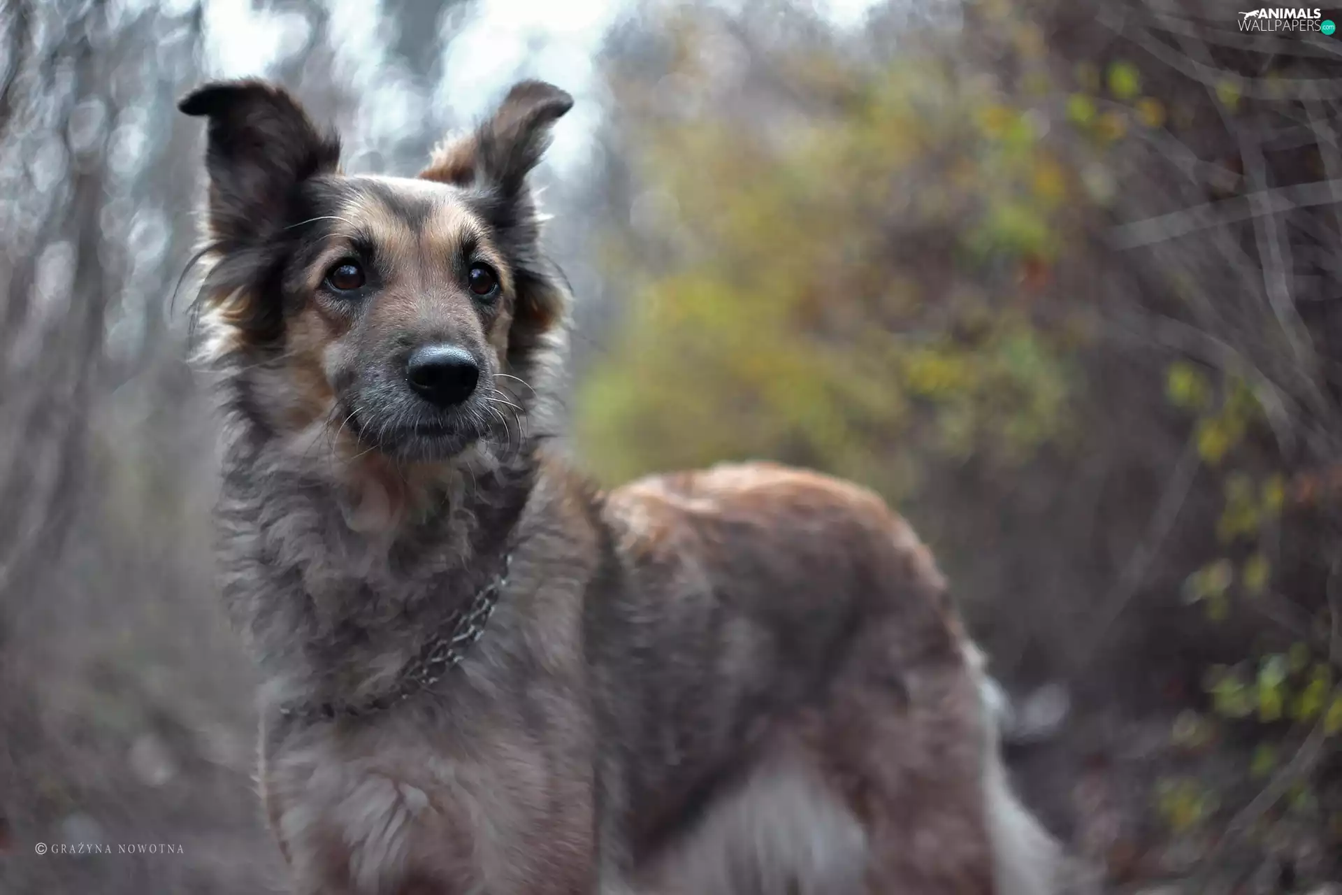 dog, Shila, mongrel, bitch