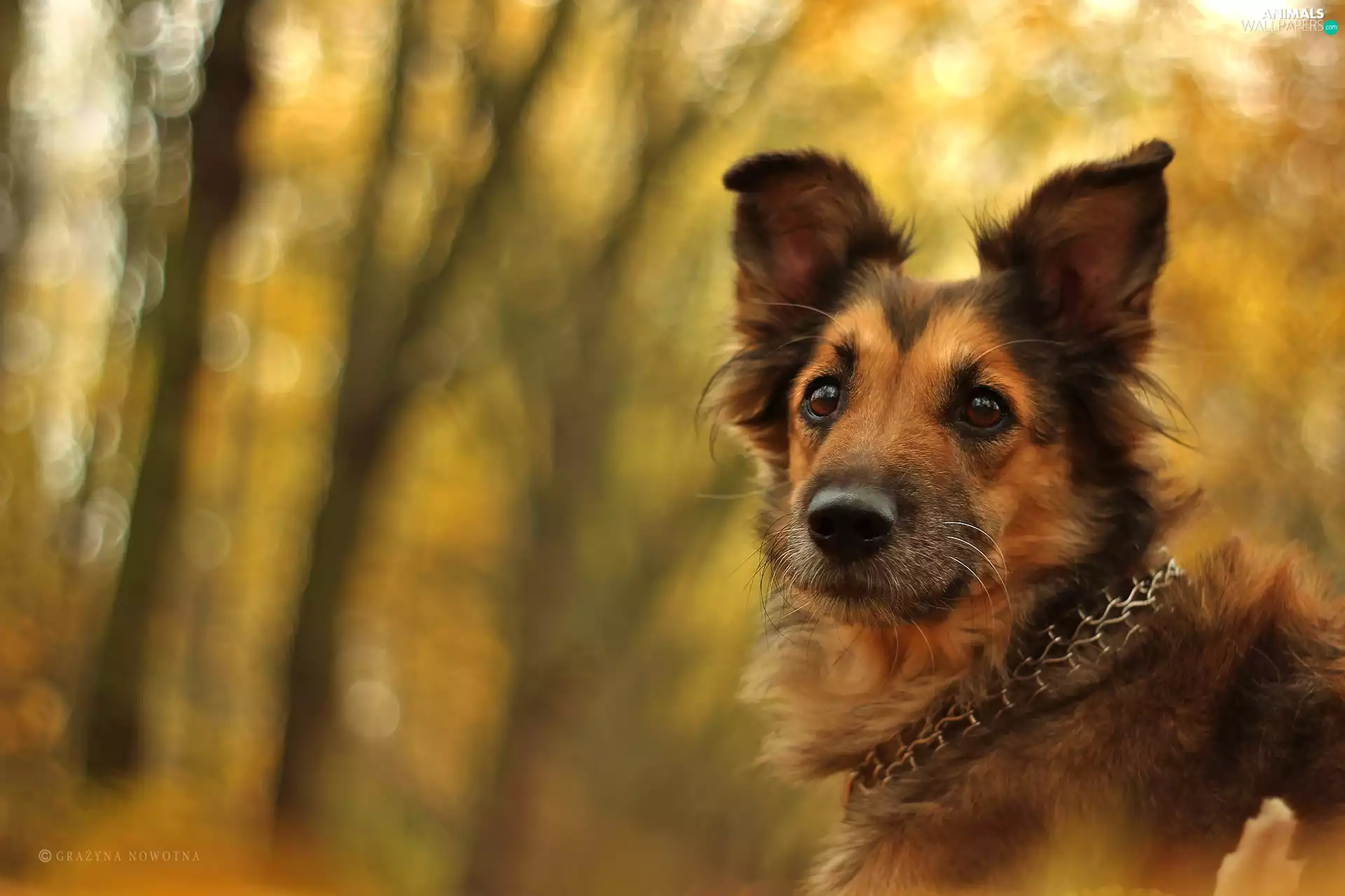 dog, mongrel, Shila, bitch