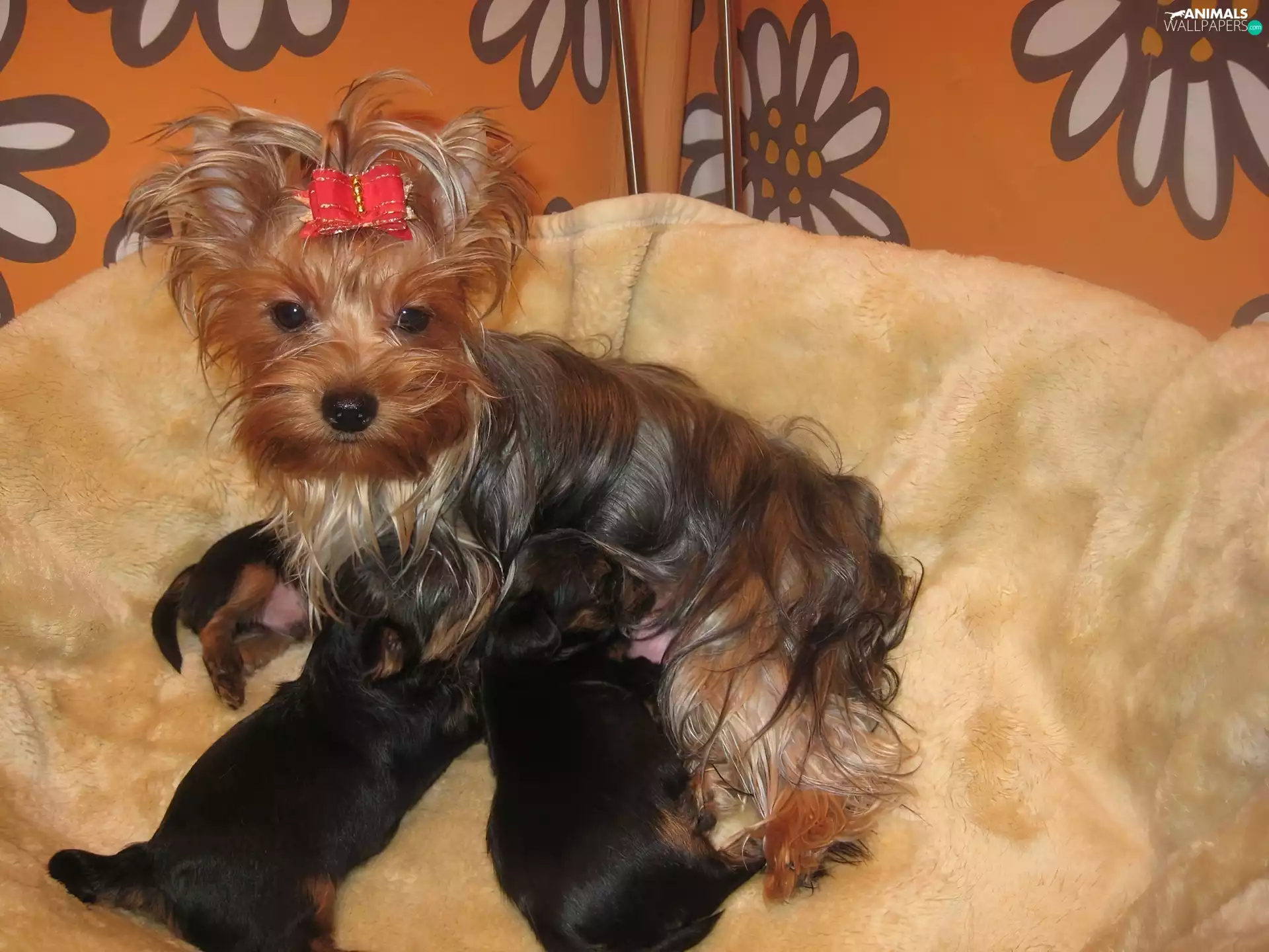 puppies, Yorkshire Terrier, bitch, Three, lactescent