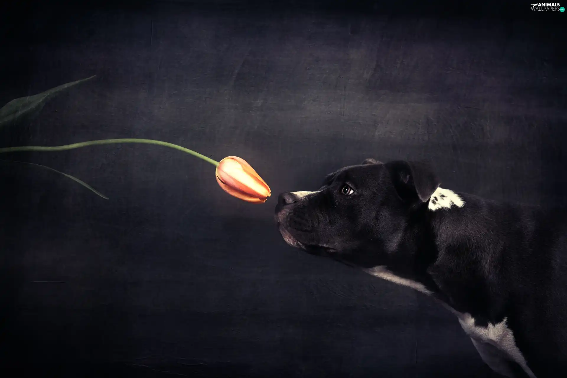 tulip, black and white, dog