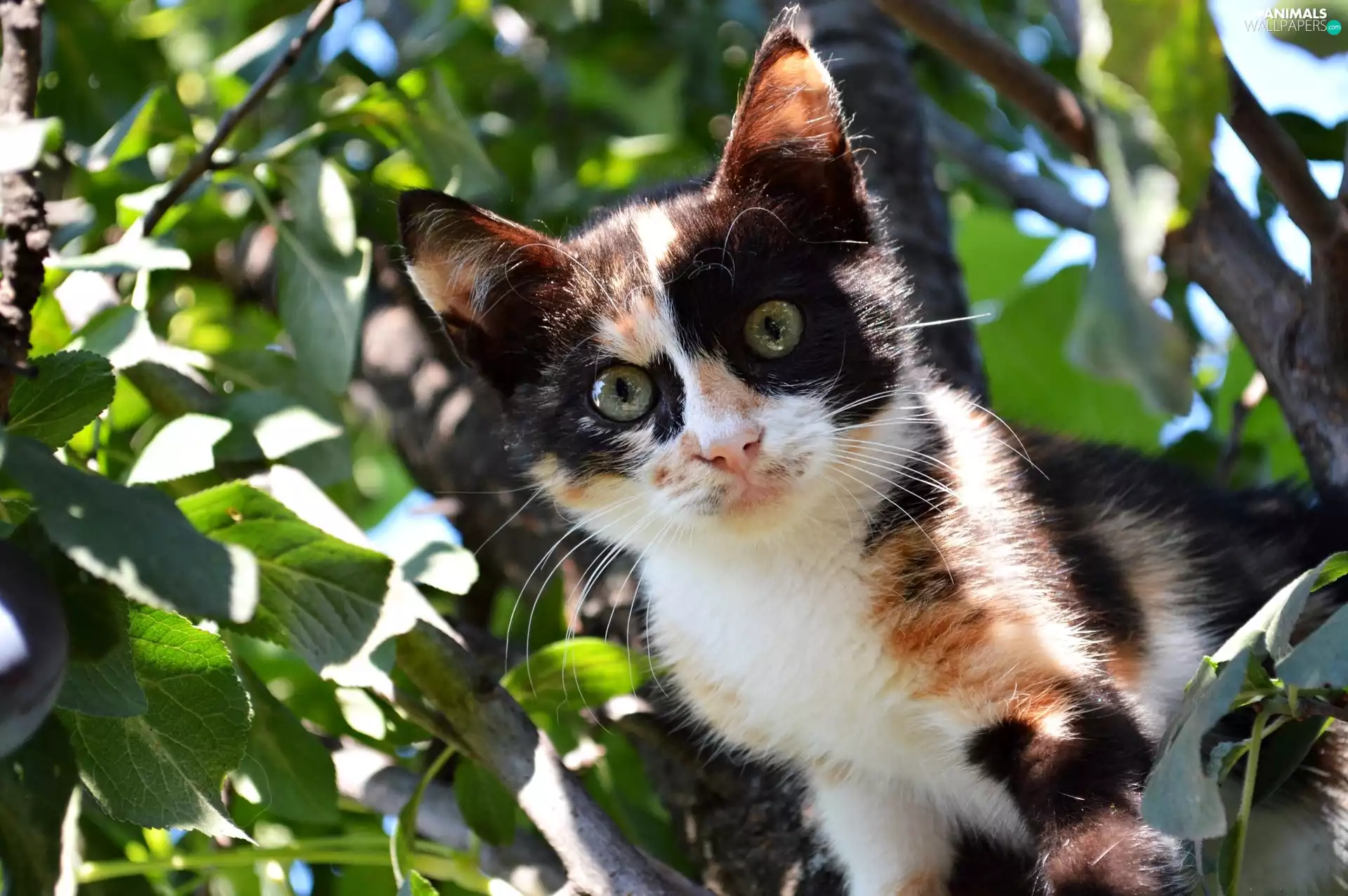 trees, black and White, kitten