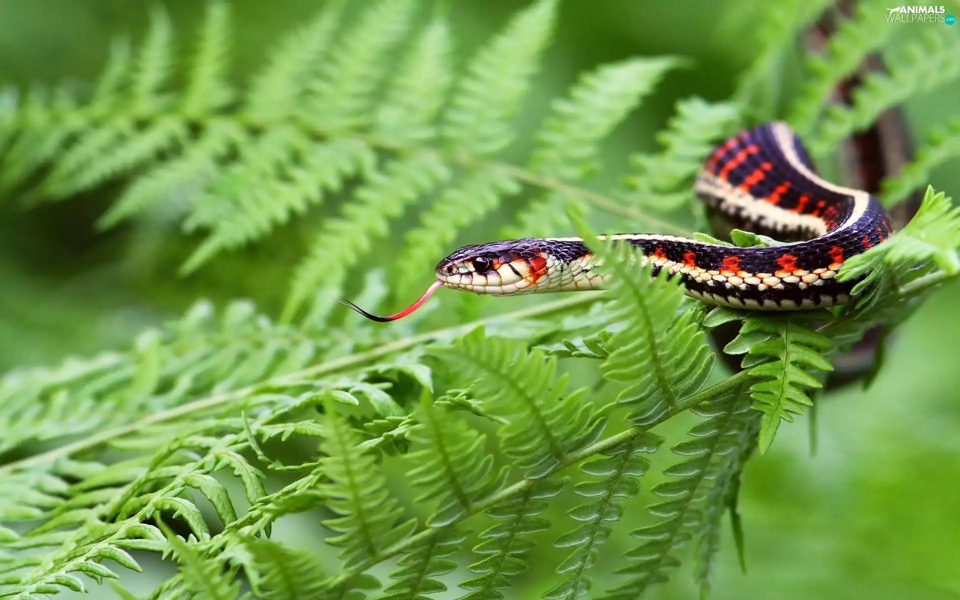 fern, Black and Red, viper